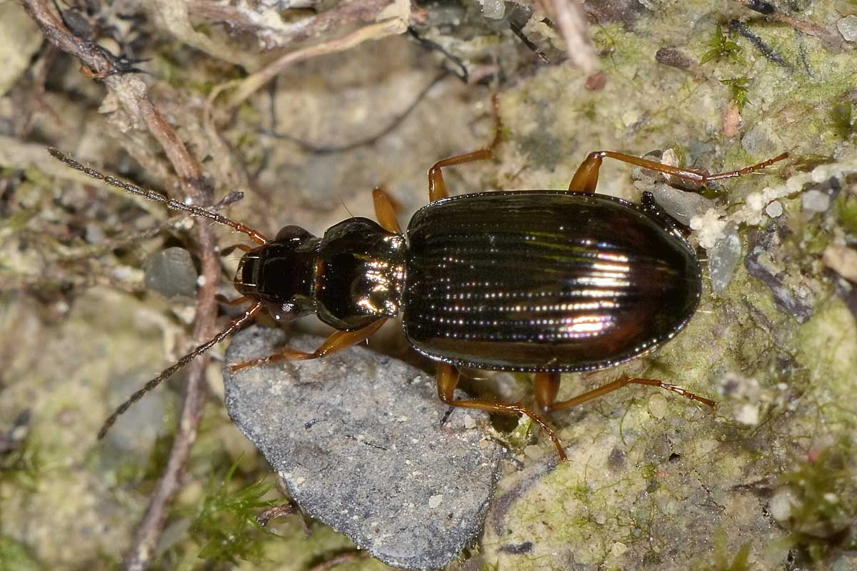 Carabidae: Ocydromus latinus